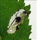 0352 (15.074) Phyllonorycter schreberella